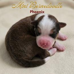Phoenix - Sable male Bernedoodle puppy in Milton, Florida from Sutton Place Doodles