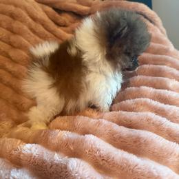 Hugo - Chocolate parti male Pomeranian puppy in Waterloo, Indiana from Garcias Pomeranian