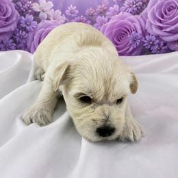 Bentley - Parti male Miniature Schnauzer puppy in Sylvania, Georgia from Southern Sky Miniature Schnauzers