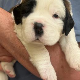 Bralyn - White and brown female Saint Bernard puppy in North Beach, Maryland from Mt.Harmony Saint Bernards