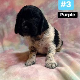 Demon - White and black ticked male Large Münsterländer puppy in Fremont, Wisconsin from Feather Cloud Kennels