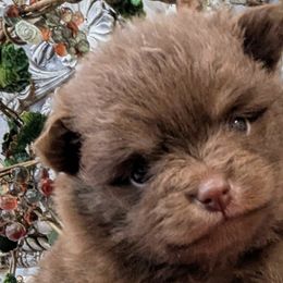 Pomeranians from TD Dream Poms