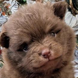 Pomeranians from TD Dream Poms