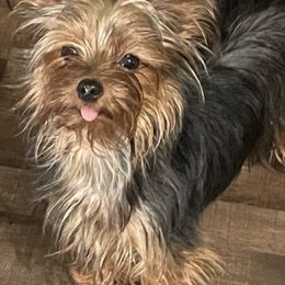 Morkies and Yorkshire Terriers from DEJAVU PUPS