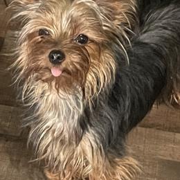 Morkies and Yorkshire Terriers from DEJAVU PUPS