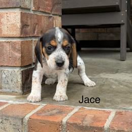 Jace - Black tan and bluetick male Beagle puppy in Mansfield, Missouri from Rippee Creek Kennel