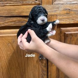 Jade - Black and white female Bernedoodle puppy in Carmichaels, Pennsylvania from JensenBelle Doodles