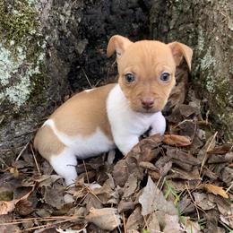 Catahoula Leopard Dog, Cocker Spaniel, Pomeranian, and Teddy Roosevelt Terrier Puppies from Rich Cat’s