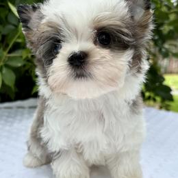 Jessie - Parti female Yorkshire Terrier puppy in Bunnell, Florida from Royal Biewer and Royal Aussies