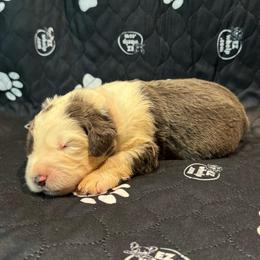 WILLOW - Gray and white female Sheepadoodle puppy in Riverside, California from Downtown Doodles & Frenchies