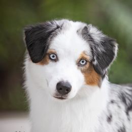 Meg - Miniature American Shepherd