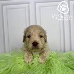 Hulk - Cream male Companion Cross puppy in Utah County, Utah from Big Hearted Breeders