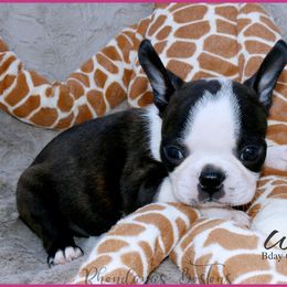 Boston Terrier Puppies from Rhondanas Boston Terriers