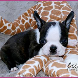Boston Terrier Puppies from Rhondanas Boston Terriers