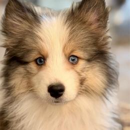 Mandy - Wolf sable female Pomsky puppy in Magnolia, Texas from Solace Shelties and Pomskies