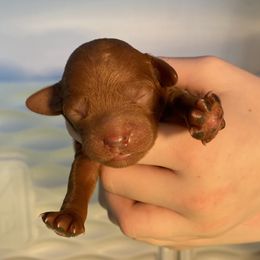 Cavapoo Puppies from Sleeping Bear Kennels