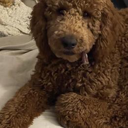 Poodle All Grown Up from Solid Rock Ranch Poodles