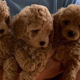 Goldendoodles and Poodles from Sweet Georgia Kennel