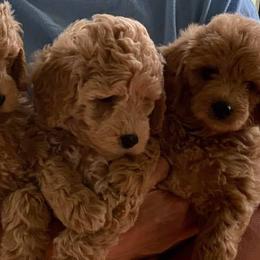 Goldendoodles and Poodles from Sweet Georgia Kennel