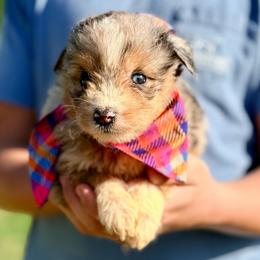Willow - Blue merle female Aussiedoodle puppy in Eastman, Georgia from Dood B Ranch