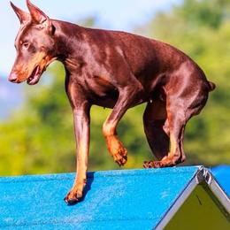 Doberman Pinscher Puppies from Kiziah Dobermans