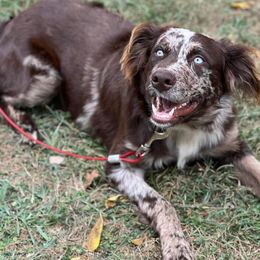 Australian Shepherds from Southern Ridge Aussie’s