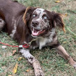 Australian Shepherds from Southern Ridge Aussie’s