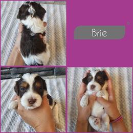 Brie - Brown and white female Cockapoo puppy in Zanesville, Ohio from Southtown Doodles LLC