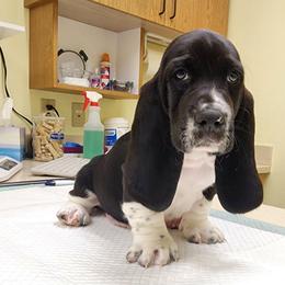 Jamie - Black and white male Basset Hound puppy in Surprise, Arizona from Howlin Hounds