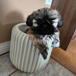 Penny - Black and tan female Shih Tzu puppy in Corona, California from Ju Shih Tzu