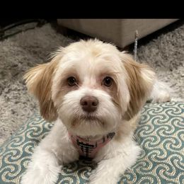 Havanese Puppies from Dean Supreme