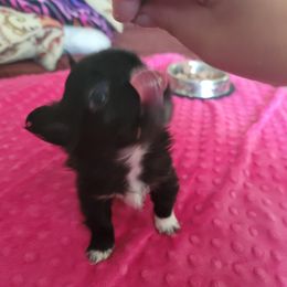 Chihuahua Puppies from Elegant Exotic Chihuahua's