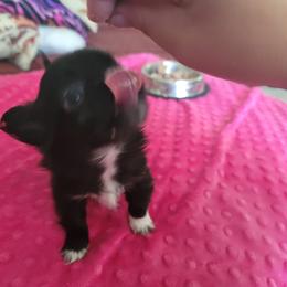 Chihuahua Puppies from Elegant Exotic Chihuahua's