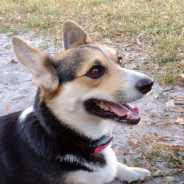 Mazee - Pembroke Welsh Corgi