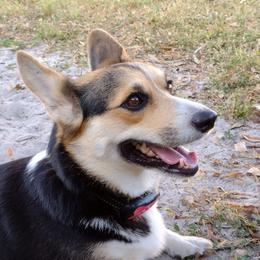 Mazee - Pembroke Welsh Corgi
