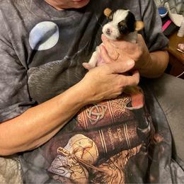 Boy 1 - Parti male Yorkshire Terrier puppy in Watertown, New York from NNYYorkies
