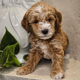 Goldendoodle and Poodle Puppies from Doodles & Poodles by Tiki