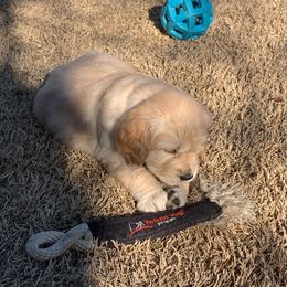 Golden Retriever Puppies from Daniel Ranch Golden Retrievers