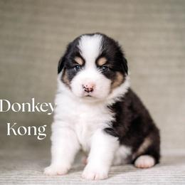 DONKEY KONG - Black tri male Miniature American Shepherd puppy in Puyallup, Washington from FERGI’S GEMINI MAS