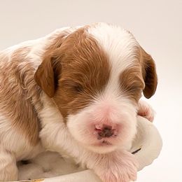 Bernedoodles, Cavapoos, and Sheepadoodles from Luv My Doodle