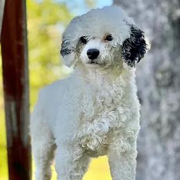 Winslow - Poodle