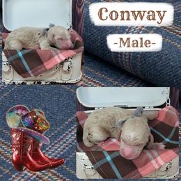 Conway - Apricot male Goldendoodle puppy in Grabill, Indiana from Rose's Doodles