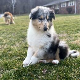 Louie - Blue merle and white male Collie puppy in Charleston, West Virginia from Tucker Creek Collies