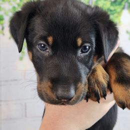 Goji Berry - Black and rust male Beauceron puppy in Seattle, Washington from SilverStruck Kennels