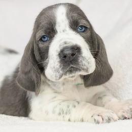 Promise - Blue and white female Basset Hound puppy in Valley, Washington from Peaceful Valley Paws