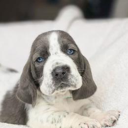 Promise - Blue and white female Basset Hound puppy in Valley, Washington from Peaceful Valley Paws