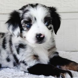 Miniature Australian Shepherds and Toy Australian Shepherds from Pineywoods Pups