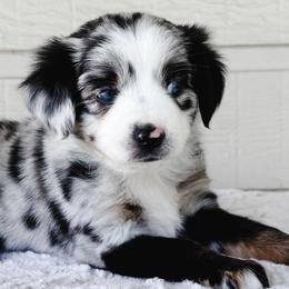 Miniature Australian Shepherds and Toy Australian Shepherds from Pineywoods Pups
