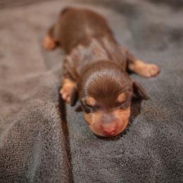 Johanna - Chocolate and tan female Dachshund puppy in Blanchard, Oklahoma from Dusty Road Doxies