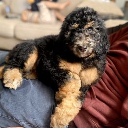 Beauty - Poodle